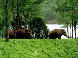 Gangtok Seasonal Tour Packages | call 9899567825 Avail 50% Off